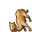 Dromedary