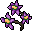purple nightshade blossoms